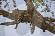 Leopard (Panthera pardus) relaxing in a tree, Serengeti National Park, Tanzania