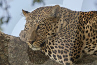 Leopard (Panthera pardus) relaxing in a tree, Serengeti National Park, Tanzania