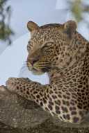 Leopard (Panthera pardus) relaxing in a tree, Serengeti National Park, Tanzania