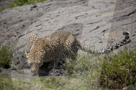 Leopard (Panthera pardus) drinking, Serengeti National Park, Tanzania