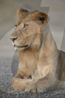Young male Lion (Panthera leo), Serengeti National Park, Tanzania