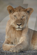 Young male Lion (Panthera leo), Serengeti National Park, Tanzania