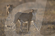 Two Cheetah (Acinonyx jubatus), Ngorongoro Conservation Area, Tanzania