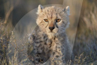 Cheetah (Acinonyx jubatus) cub, Ngorongoro Conservation Area, Tanzania