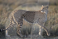 Cheetah (Acinonyx jubatus), Ngorongoro Conservation Area, Tanzania