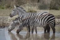 Common Zebra or Plains Zebra or Burchell's Zebra (Equus burchelli) drinking, Ngorongoro Conservation Area, Tanzania