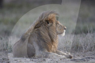 Lion (Panthera leo), Ngorongoro Conservation Area, Tanzania