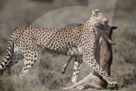 Cheetah (Acinonyx jubatus) with a baby Blue Wildebeest (Connochaetes taurinus), Ngorongoro Conservation Area, Tanzania
