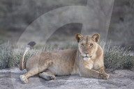 Lioness (Lion, Panthera leo), Ngorongoro Conservation Area, Tanzania