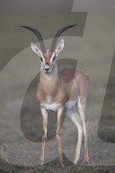 Grant's Gazelle (Gazella granti) buck, Ngorongoro Conservation Area, Tanzania