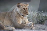 Lioness (Lion, Panthera leo), Ngorongoro Conservation Area, Tanzania