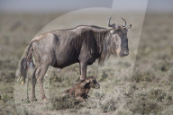 Blue Wildebeest or Brindled Gnu (Connochaetes taurinus) newborn calf, Ngorongoro Conservation Area, Tanzania