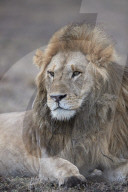 Lion (Panthera leo), Ngorongoro Conservation Area, Tanzania