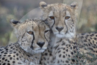 Two Cheetah (Acinonyx jubatus), Ngorongoro Conservation Area, Tanzania