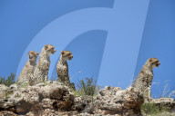 Four Cheetah (Acinonyx jubatus), Kgalagadi Transfrontier Park, South Africa