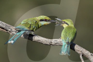 Swallow-Tailed Bee-Eater (Merops hirundineus) adult feeding young, Kgalagadi Transfrontier Park, South Africa