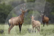 Red Hartebeest (Alcelaphus buselaphus) cow and calf, Addo Elephant National Park, South Africa