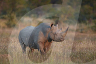 Black Rhinoceros or Hook-Lipped Rhinoceros (Diceros bicornis), Mountain Zebra National Park, South Africa