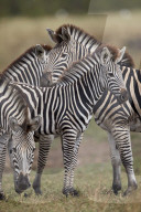 Chapman's Zebra or Plains Zebra (Equus quagga chapmani), Kruger National Park, South Africa