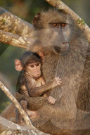 Chacma Baboon (Papio ursinus) mother and infant, Kruger National Park, South Africa