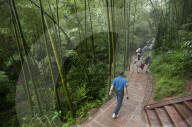 Bamboo Forest, Sichuan Province, China, Asia