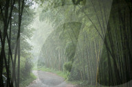 Bamboo Forest, Sichuan Province, China, Asia