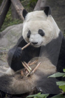 Chengdu Research Base of Giant Panda Breeding, Chengdu, Sichuan Province, China, Asia