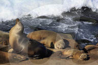 Sea Lions, La Jolla, San Diego, California, USA