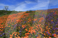 Poppy flowers, Malibu Creek State Park.Los Angeles, California, USA