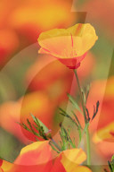 Poppy flowers, Malibu Creek State Park, Los Angeles, California, USA