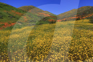 Poppies & Goldfields, Chino Hills State Park, California, USA