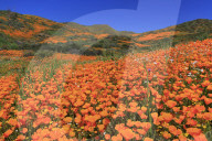 Poppies, Chino Hills State Park, California, USA