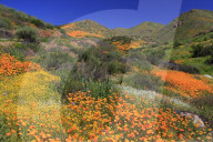 Poppies & Goldfields, Chino Hills State Park, California, USA