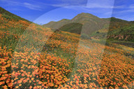 Poppies, Walker Canyon, Lake Elsinore, Riverside County, California, USA