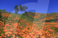 Poppies, Walker Canyon, Lake Elsinore, California, USA