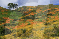 Walker Canyon, Lake Elsinore, Riverside County, California, USA