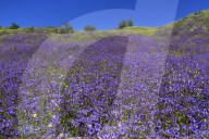 Wild Canterbury Bells, Walker canyon, lake Elsinore, Riverside County, California, USA