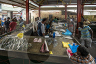 Fish at the Sir Selwyn Selwyn - Clarke Market, Victoria, Mahe, Republic of Seychelles, Indian Ocean.