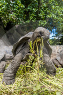 Giant Aldabra Seychelles tortoise (Aldabrachelys gigantea), Union Estate Park, La Digue, Republic of Seychelles, Indian Ocean.