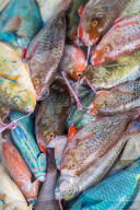Local fish market, Praslin, Republic of Seychelles, Indian Ocean.