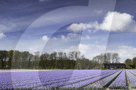 Lilacs in fields, Lisse, Netherlands