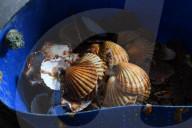 French fishermen say new conditions on licenses, implemented following the UK's departure from the EU, were imposed on April 30 without any discussion with French officials.  The new conditions caused around 50 French boats to converge on Jersey's harbour