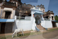 Cow grazing outside large old Chettinad mansion, Chettinadu, Tamil Nadu
