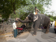Temple elephant pausing in the street to bless a man in the street with its trunk, Tranquebar, Tamil Nadu