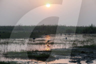 Migratory birds feeding in the shallow waters at the edge of Cilika Lake as the sun sets, Odisha
