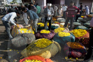 Men buying yellow marigolds, weighed and bagged in cotton cloth bundles, in the early morning flower market, Jaipur, Rajasthan