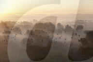 Flock of birds flying past, above atmospheric misty early morning landscape of trees and hills around Samode, Rajasthan