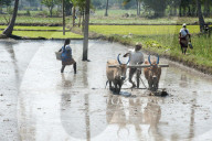 Man ploughing rice paddy with pair of bullocks, ready for planting new crop of rice, Tamil Nadu
