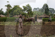 Symphoroza Bujune bought oxen with a 500,000 UGS group loan from Kolping Uganda Society