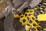 Innocent Mbabazi runs a tree nursery. He received 2 loans from ENCOT microfinance.
